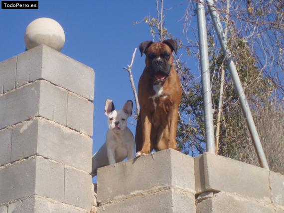 La foto del perro