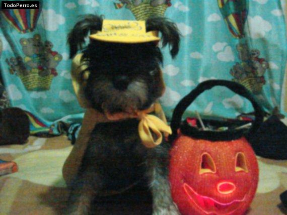 La foto del perro