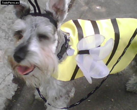 La foto del perro
