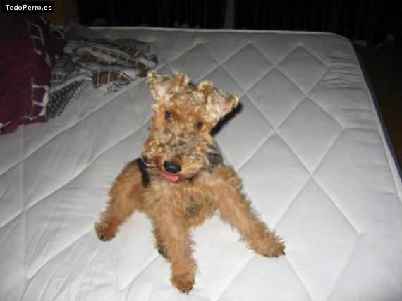 Foto del perro Masha