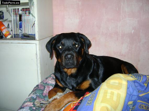 La foto del perro