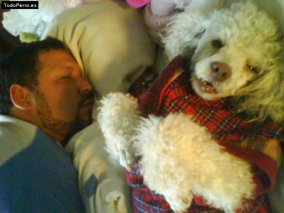 La foto del perro