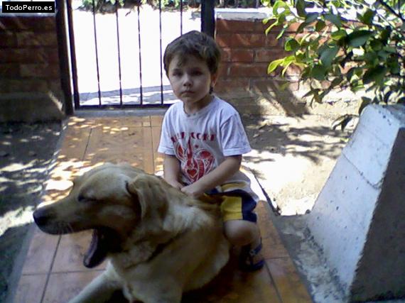La foto del perro