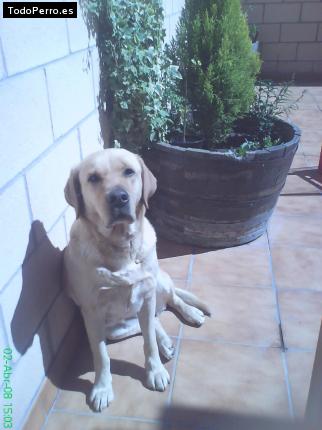 La foto del perro