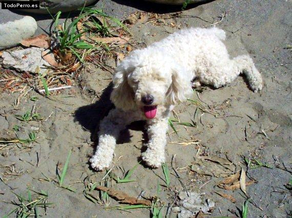 La foto del perro