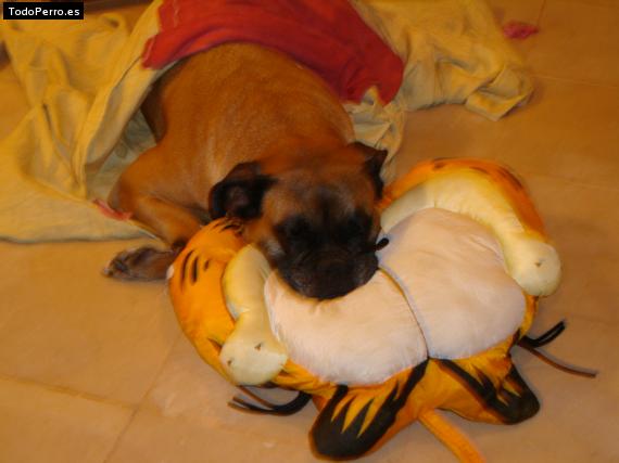 La foto del perro