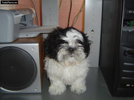 La foto del perro