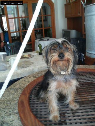 La foto del perro