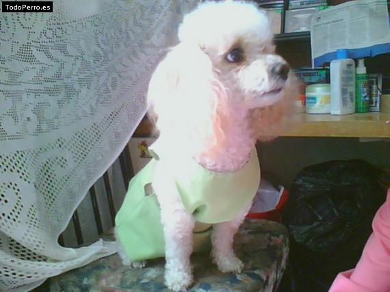 La foto del perro