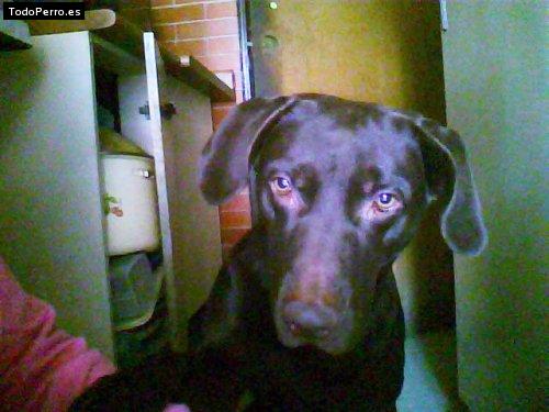 La foto del perro
