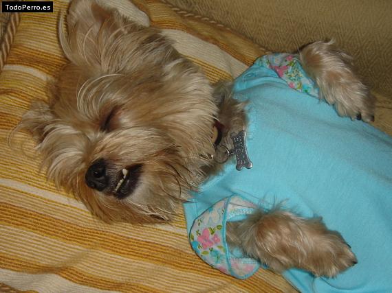 La foto del perro
