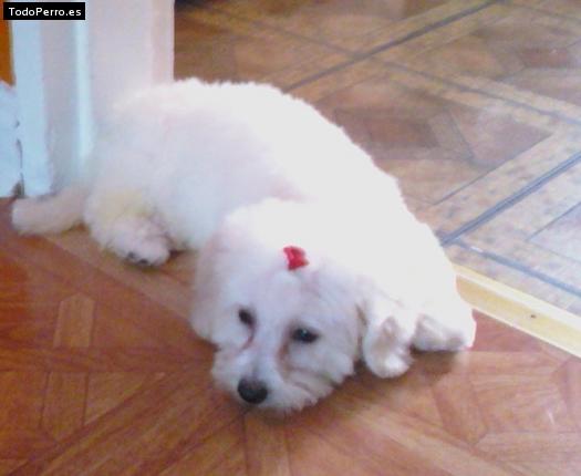 La foto del perro