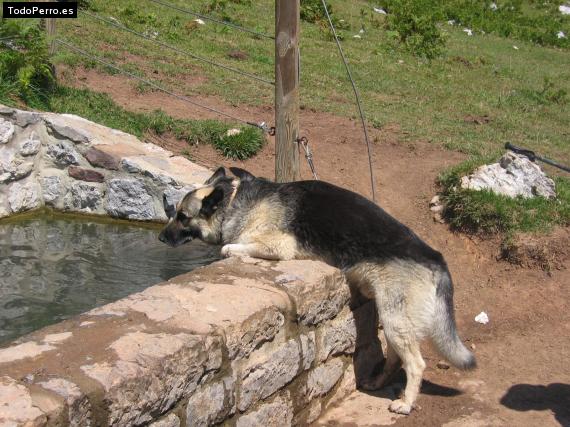 La foto del perro