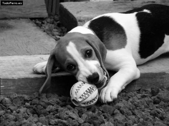 La foto del perro