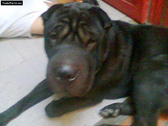 La foto del perro