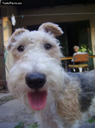 La foto del perro