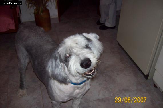 La foto del perro