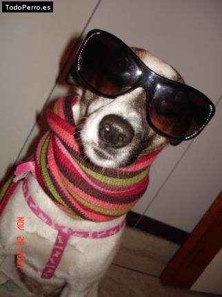La foto del perro