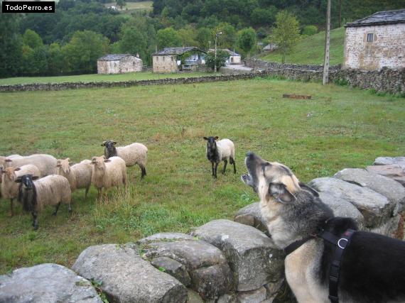 La foto del perro
