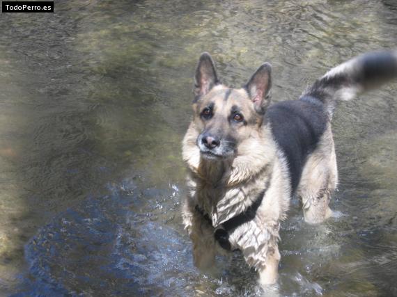 La foto del perro