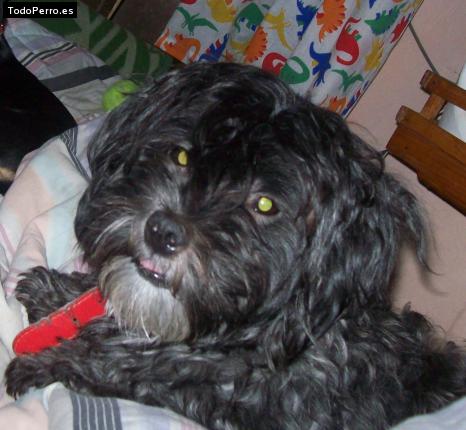 La foto del perro
