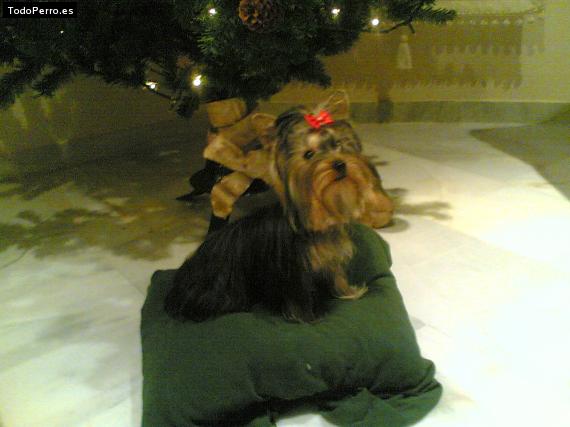 La foto del perro