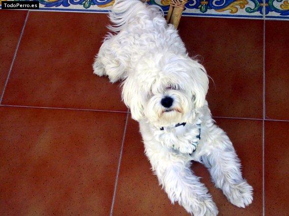 La foto del perro