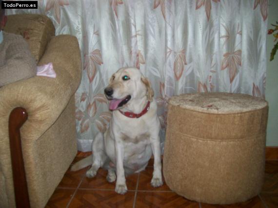 La foto del perro