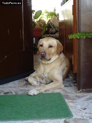 La foto del perro