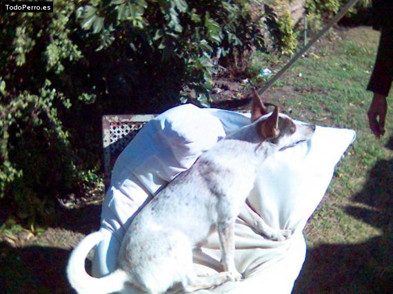 La foto del perro