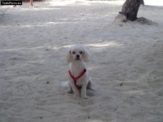 La foto del perro