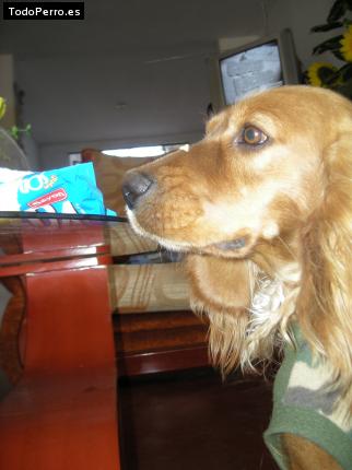 La foto del perro