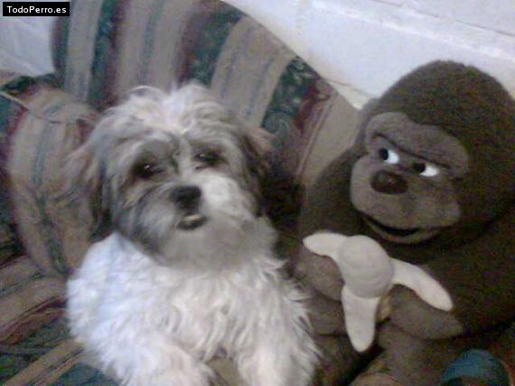 La foto del perro