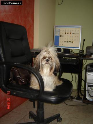 La foto del perro