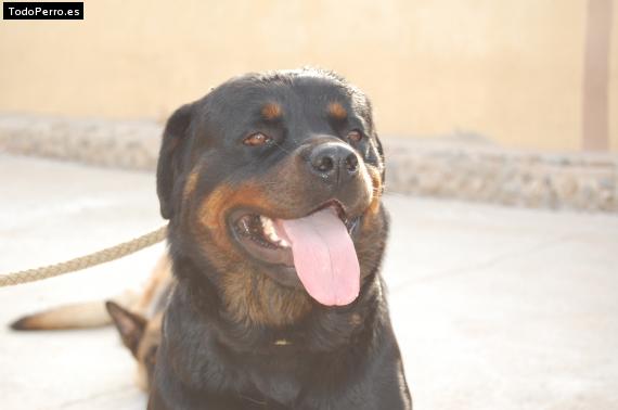 La foto del perro