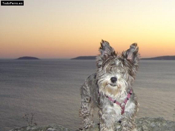 La foto del perro