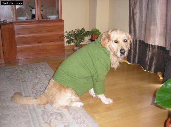 La foto del perro