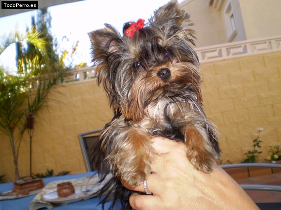 La foto del perro