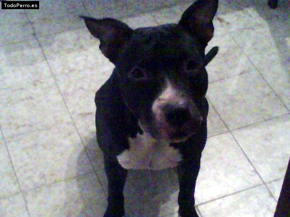 Foto del perro Jaky