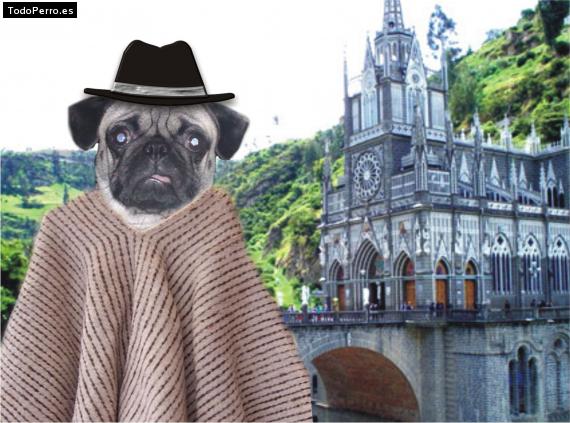 La foto del perro
