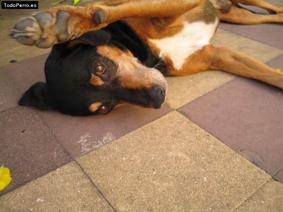 La foto del perro