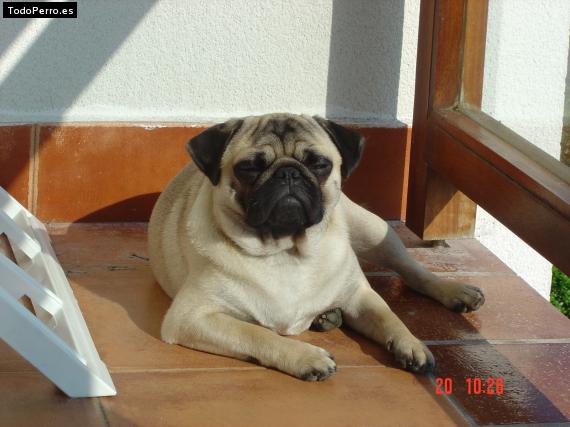 La foto del perro