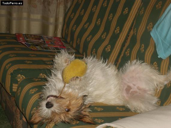 La foto del perro