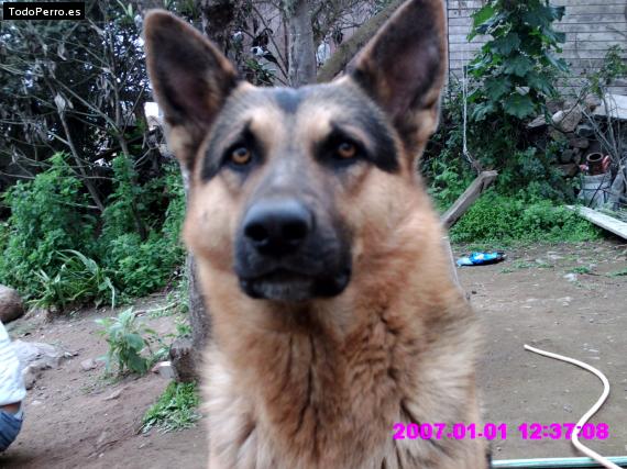 La foto del perro