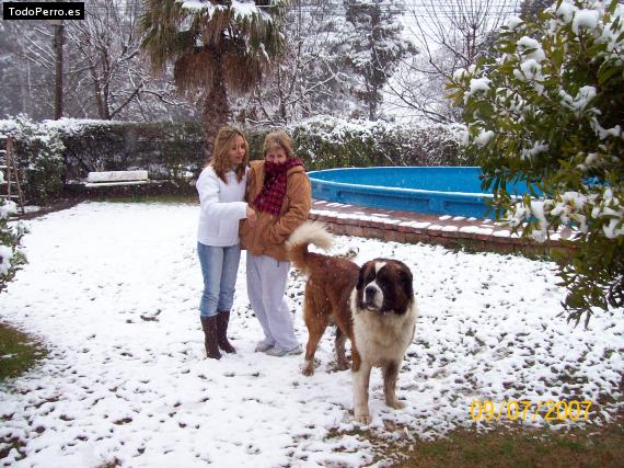 La foto del perro