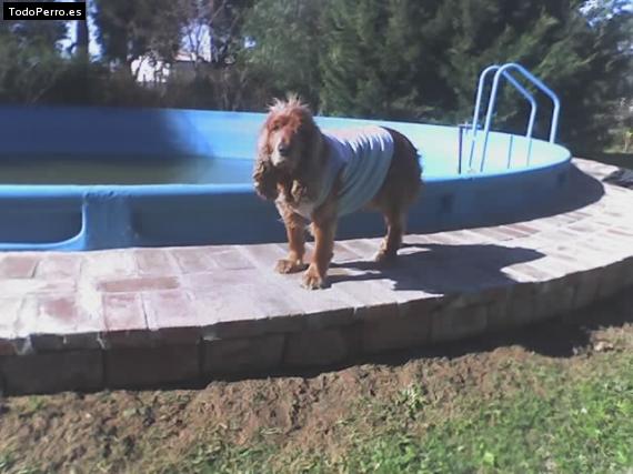 La foto del perro