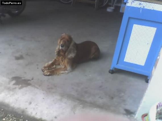 La foto del perro