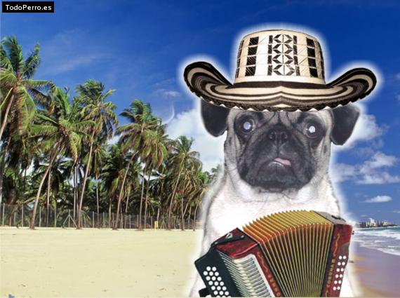 La foto del perro
