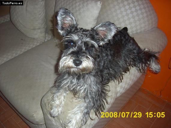 La foto del perro