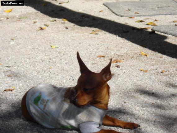 La foto del perro